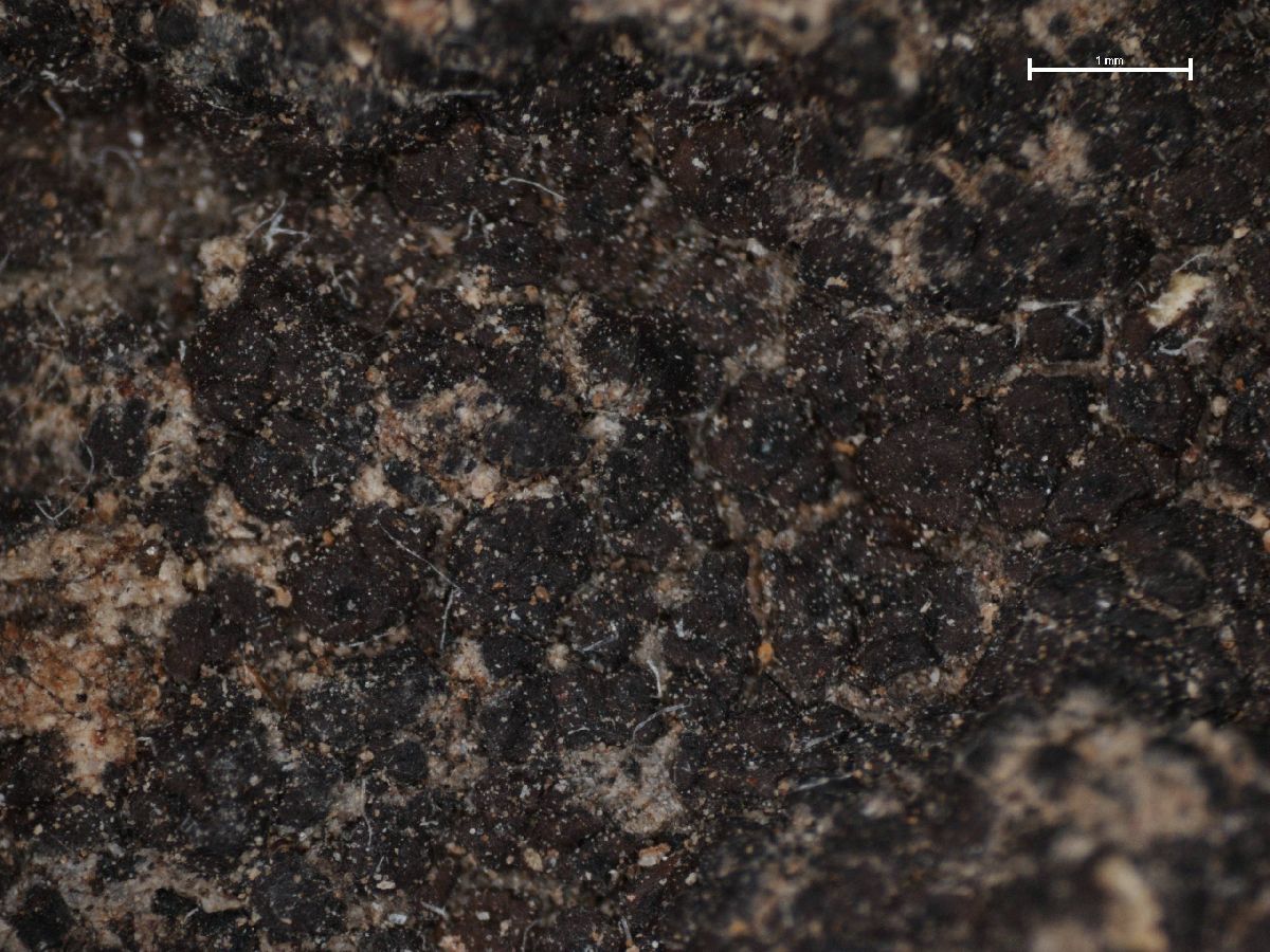 Acarospora rufescens image