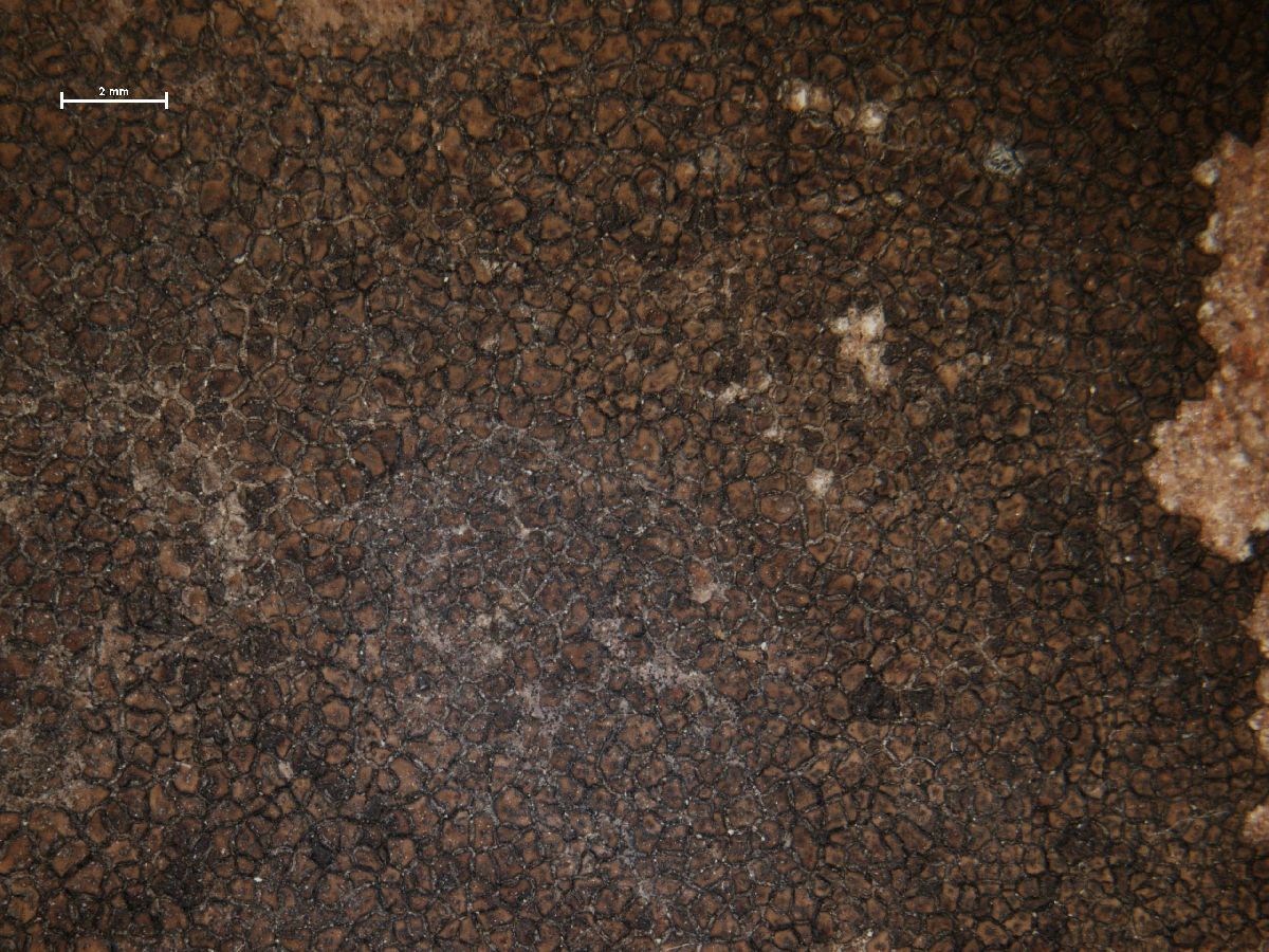 Acarospora scotica image