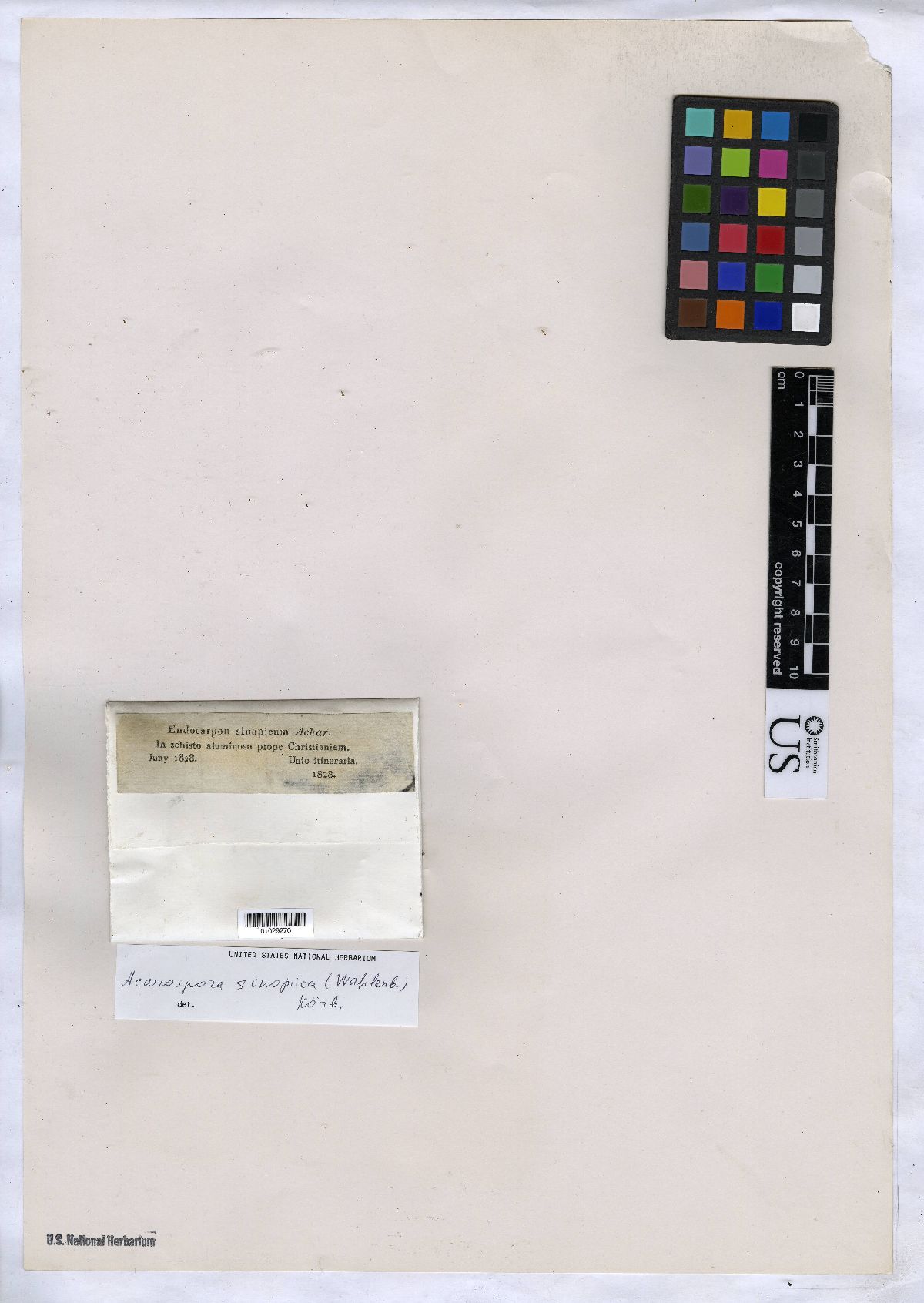 Acarospora sinopica image