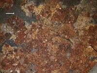 Acarospora sinopica image