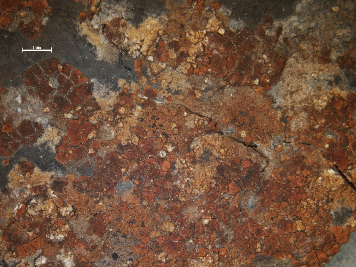 Acarospora sinopica image