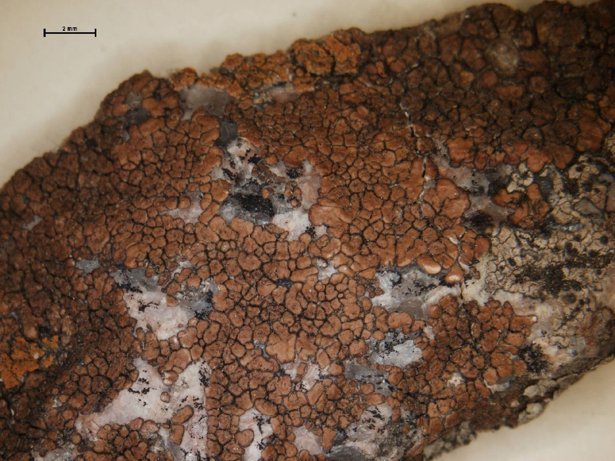 Acarospora lorentzii image