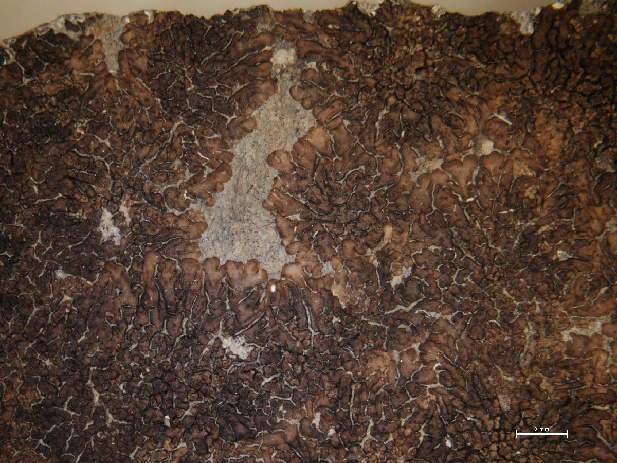 Acarospora macrocyclos image