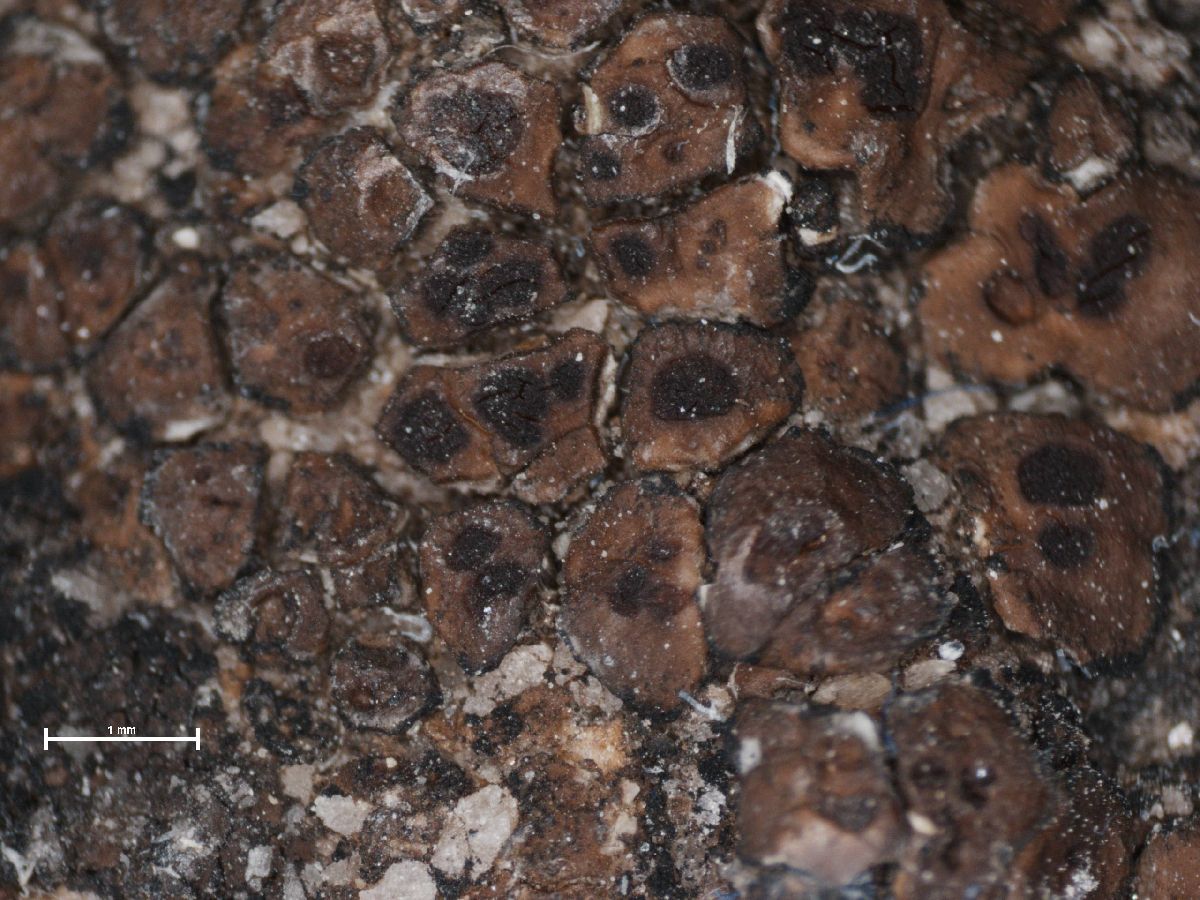 Acarospora macrospora image