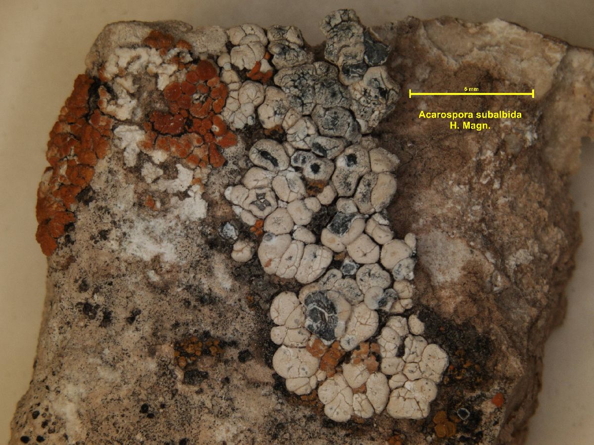 Acarospora subalbida image