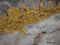 Acarospora microcarpa image