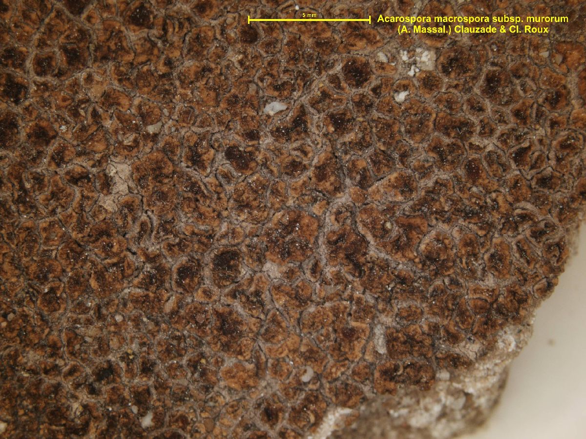 Acarospora murorum image