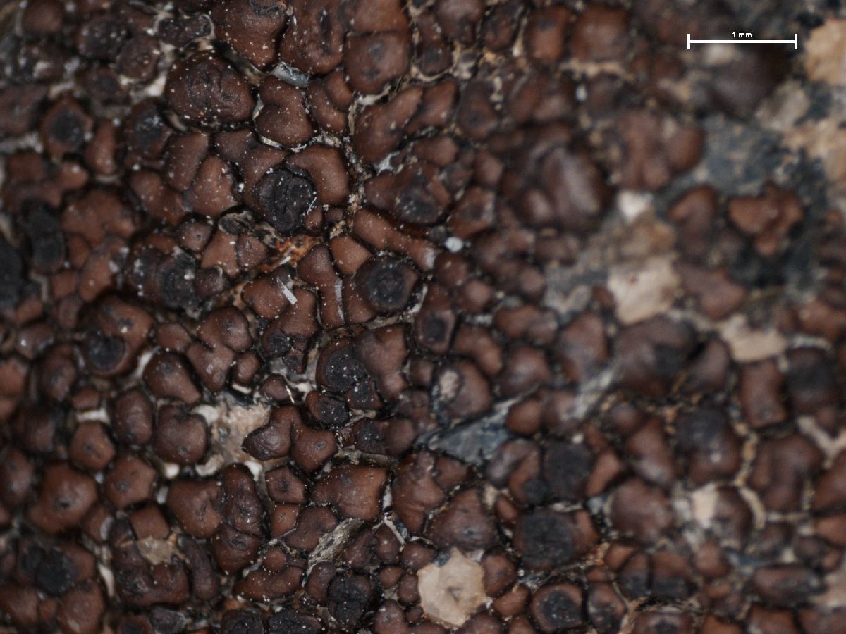 Acarospora nitida image