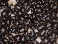 Acarospora nitida image