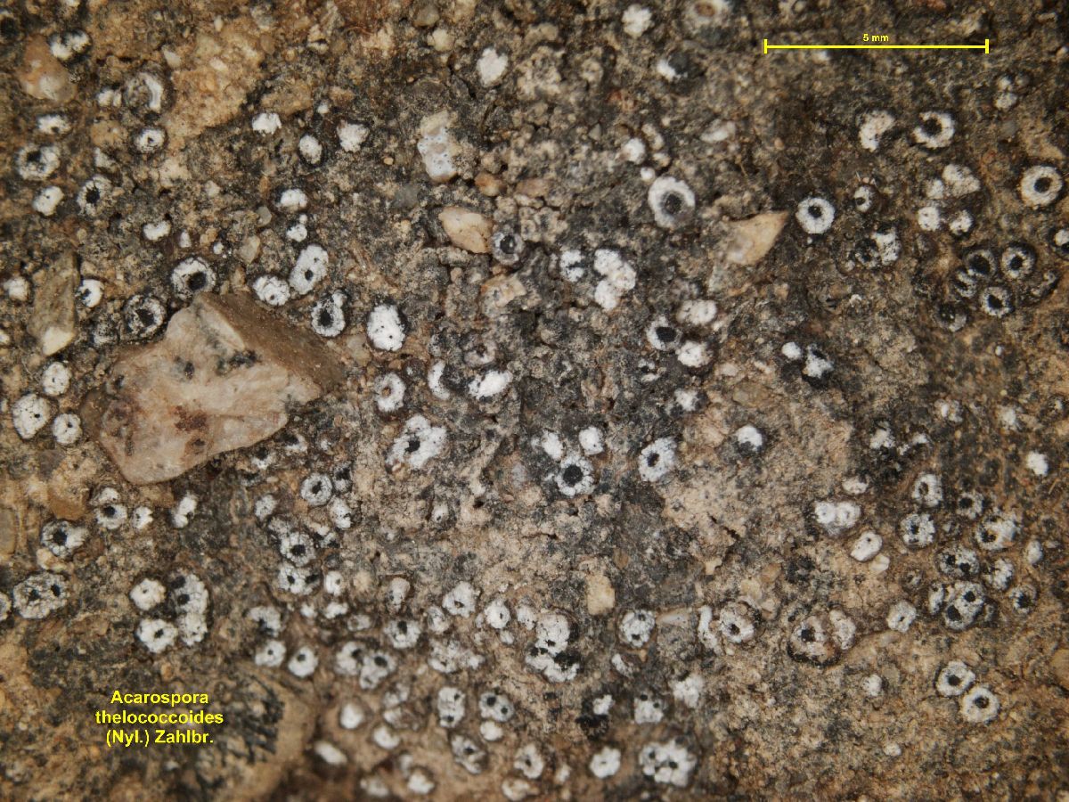 Acarospora thelococcoides image