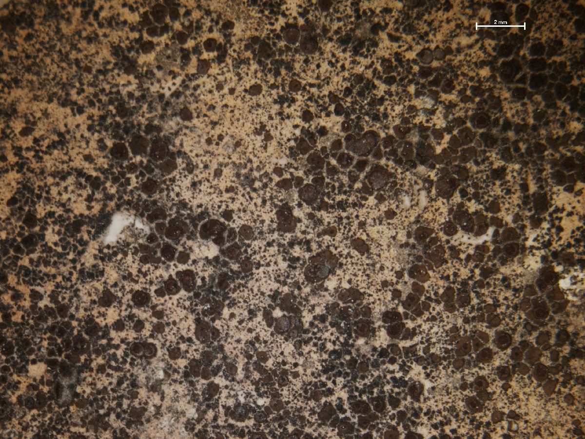 Acarospora oligospora image