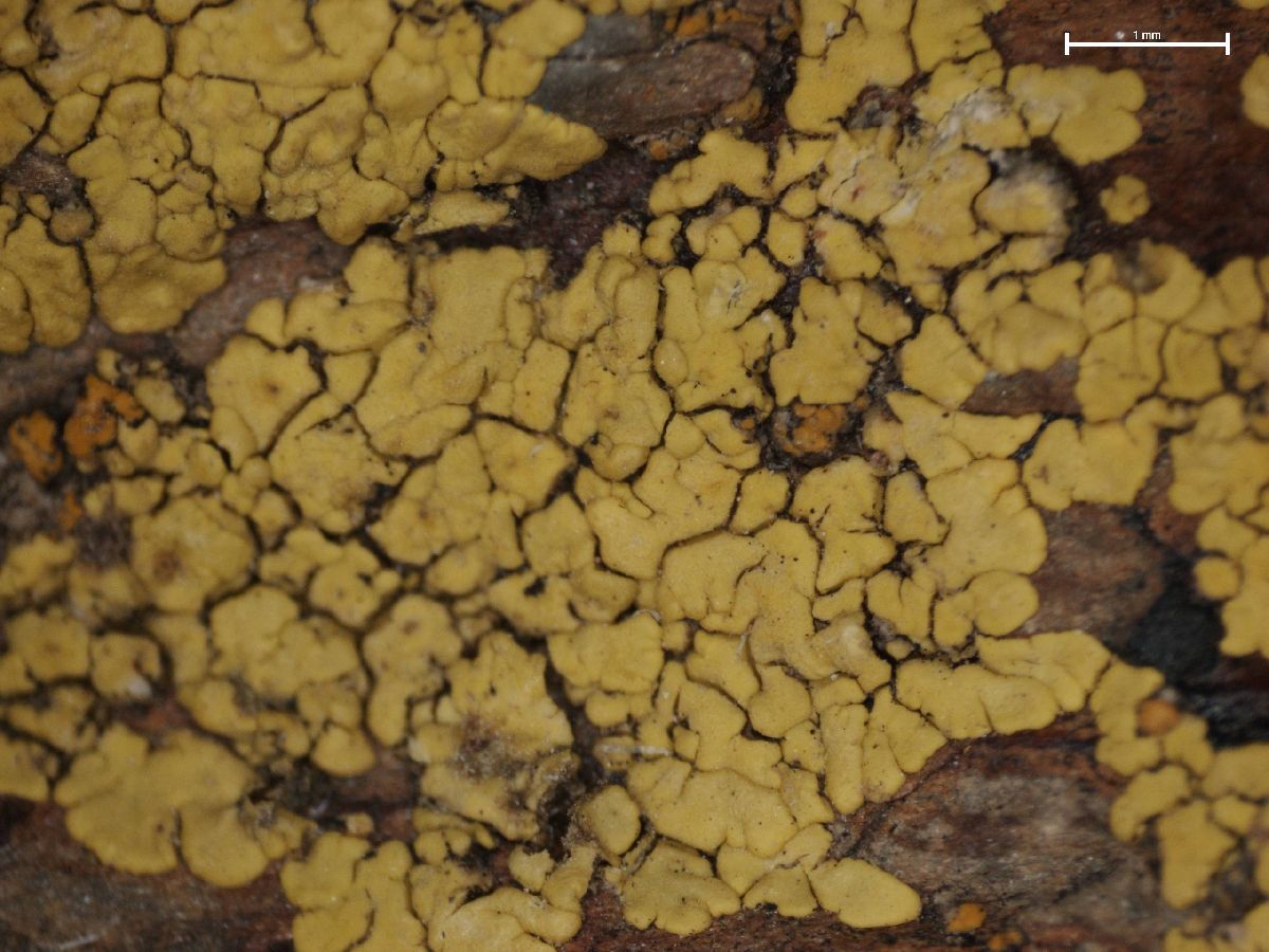 Acarospora oxytona image