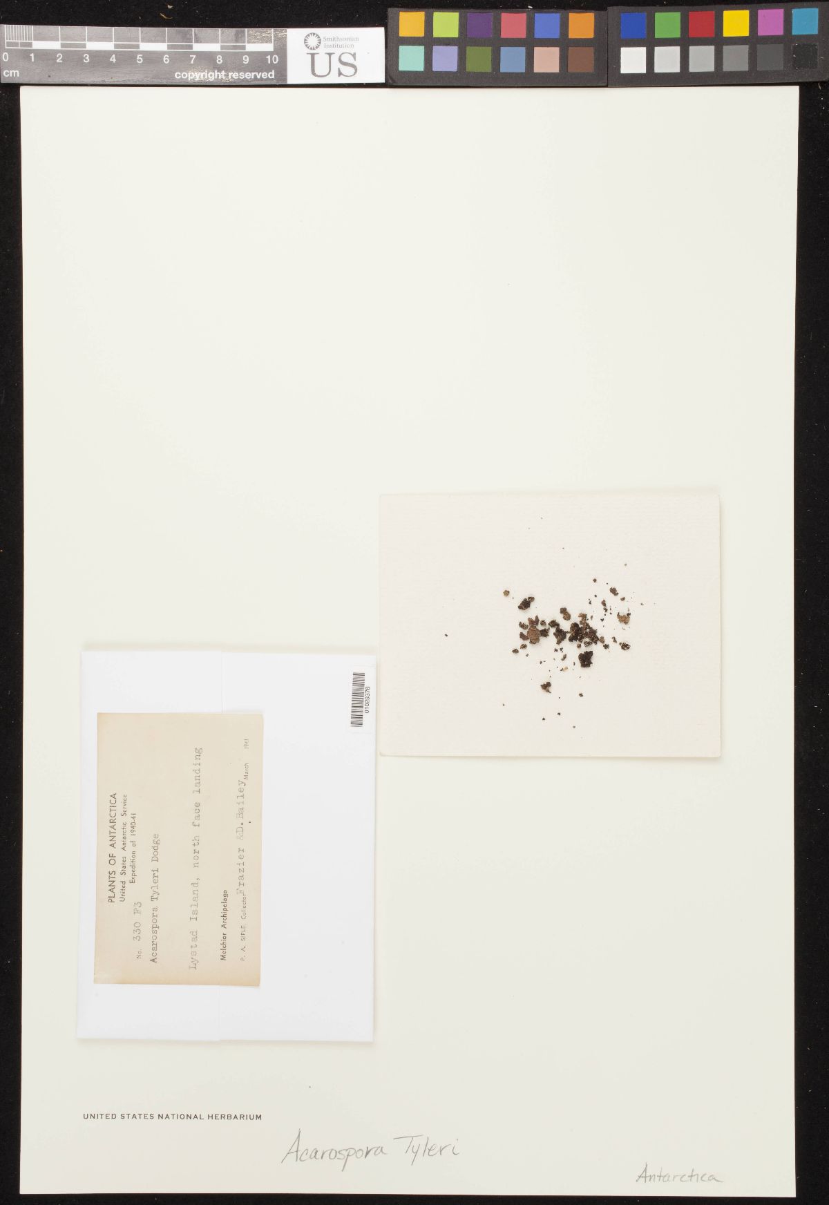 Acarospora tyleri image