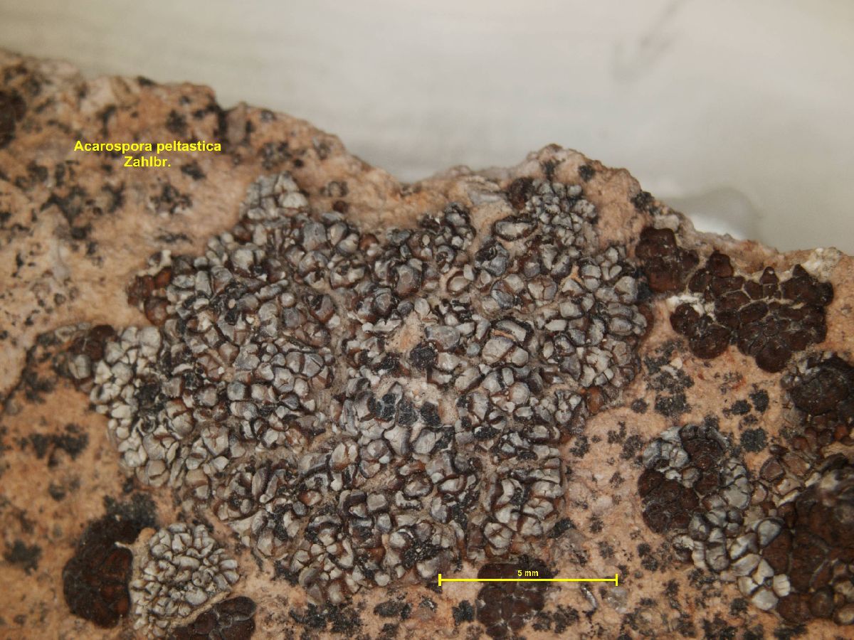 Acarospora peltastica image