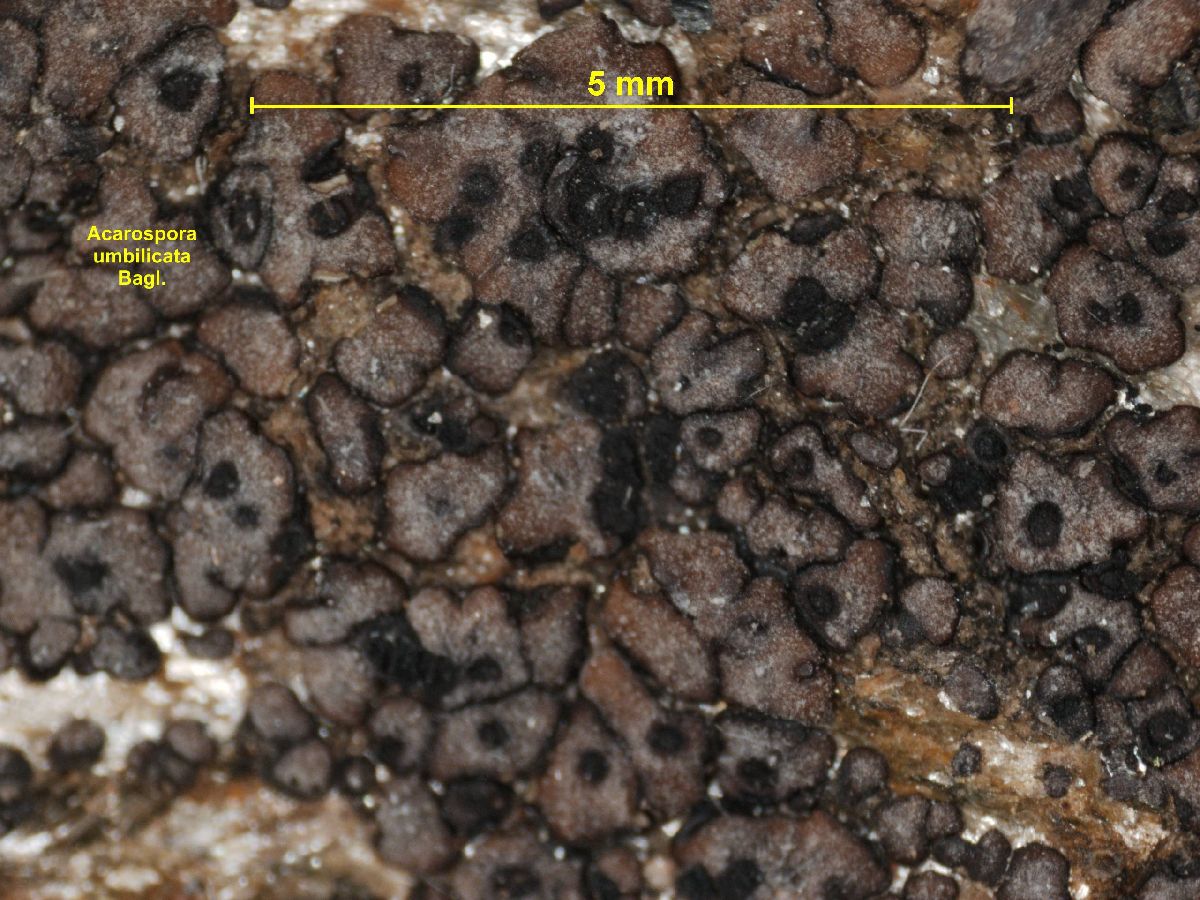 Acarospora umbilicata image