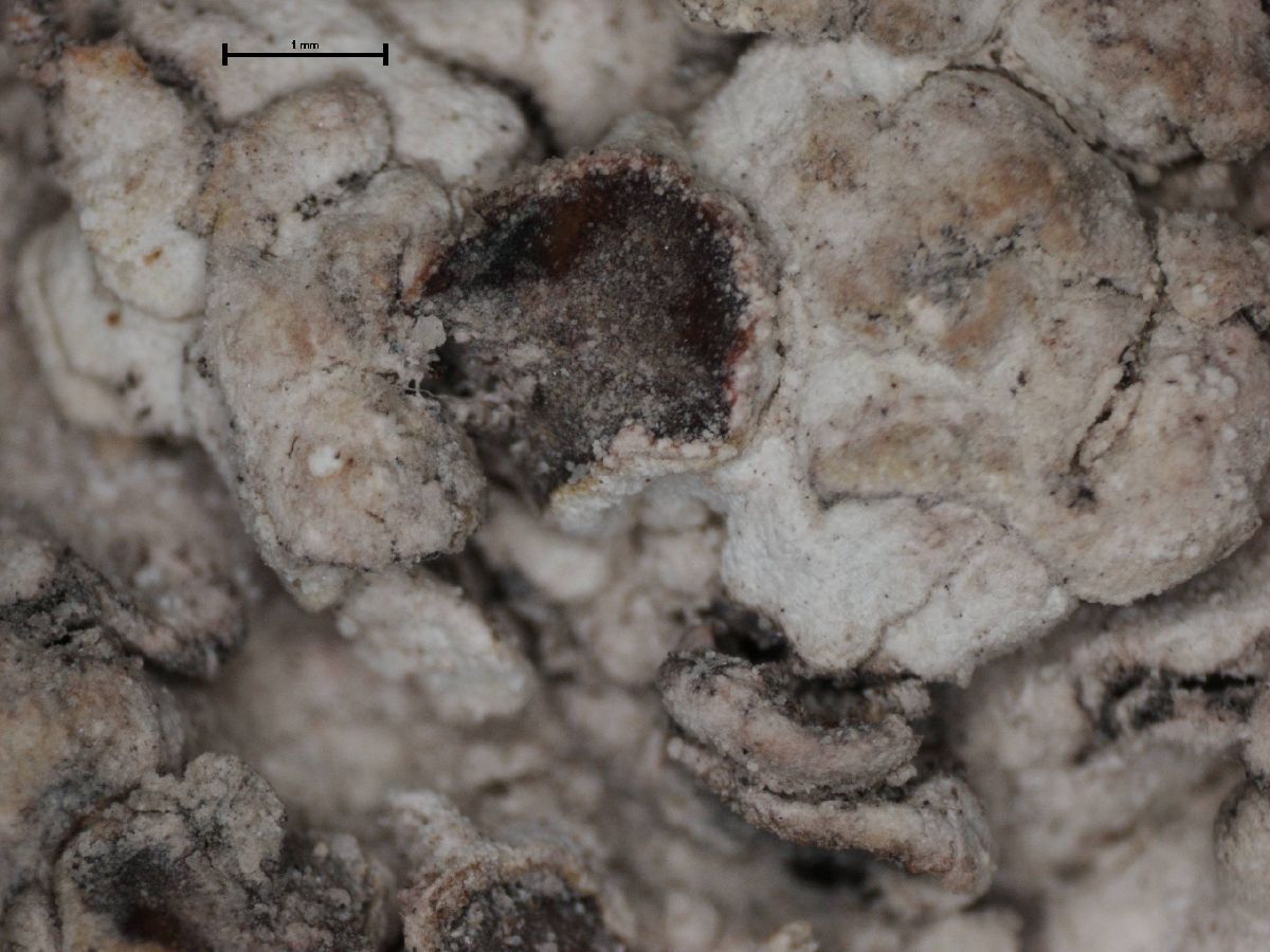 Acarospora placodiiformis image