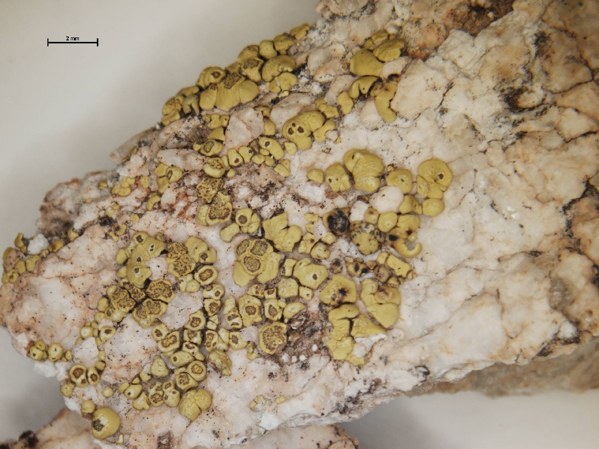 Acarospora radicata image
