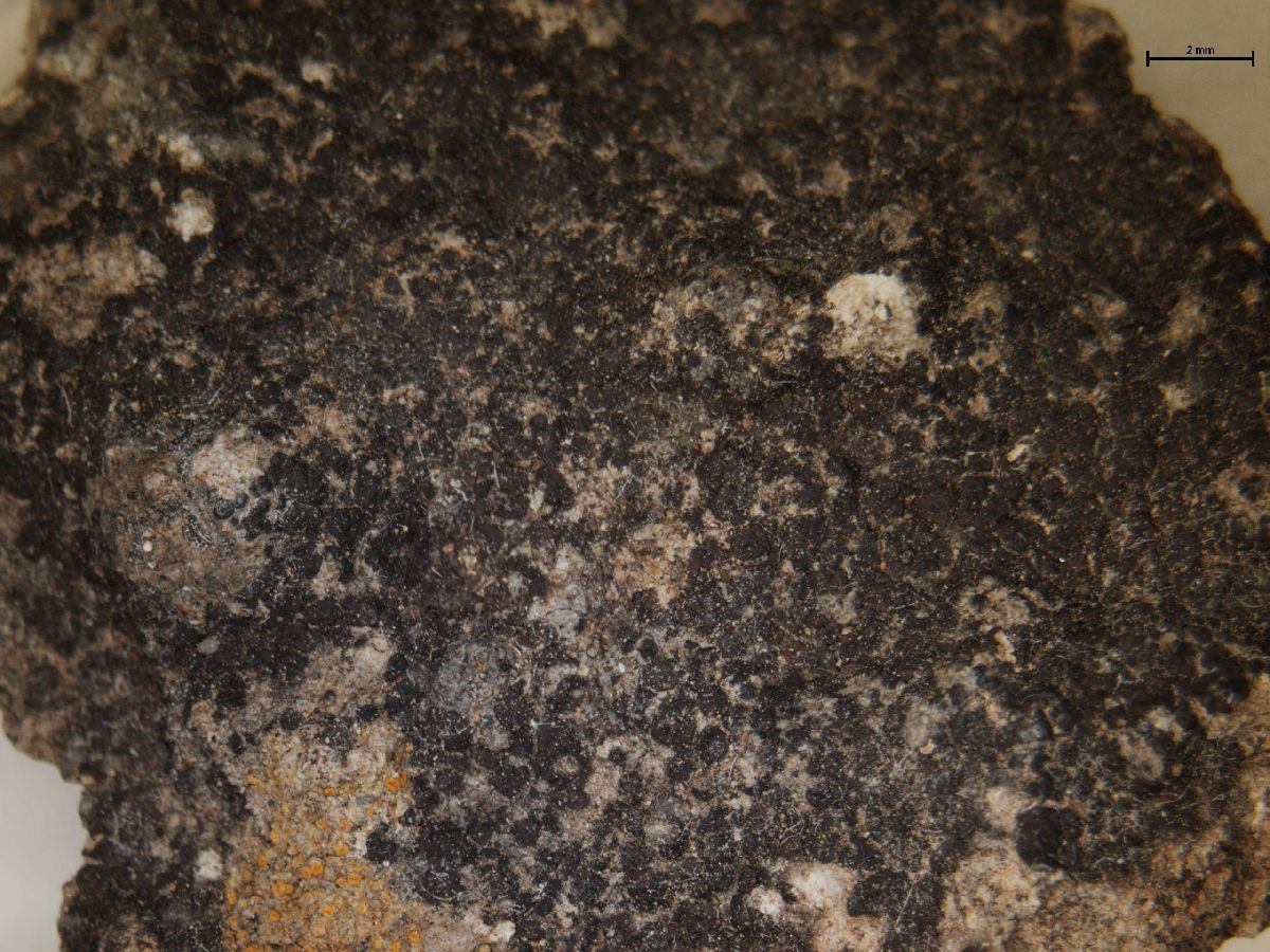 Acarospora rufescens image