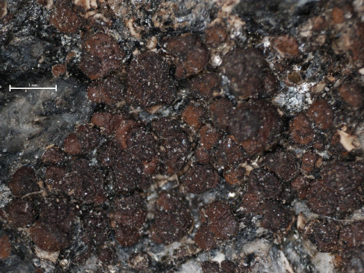 Acarospora smaragdula image