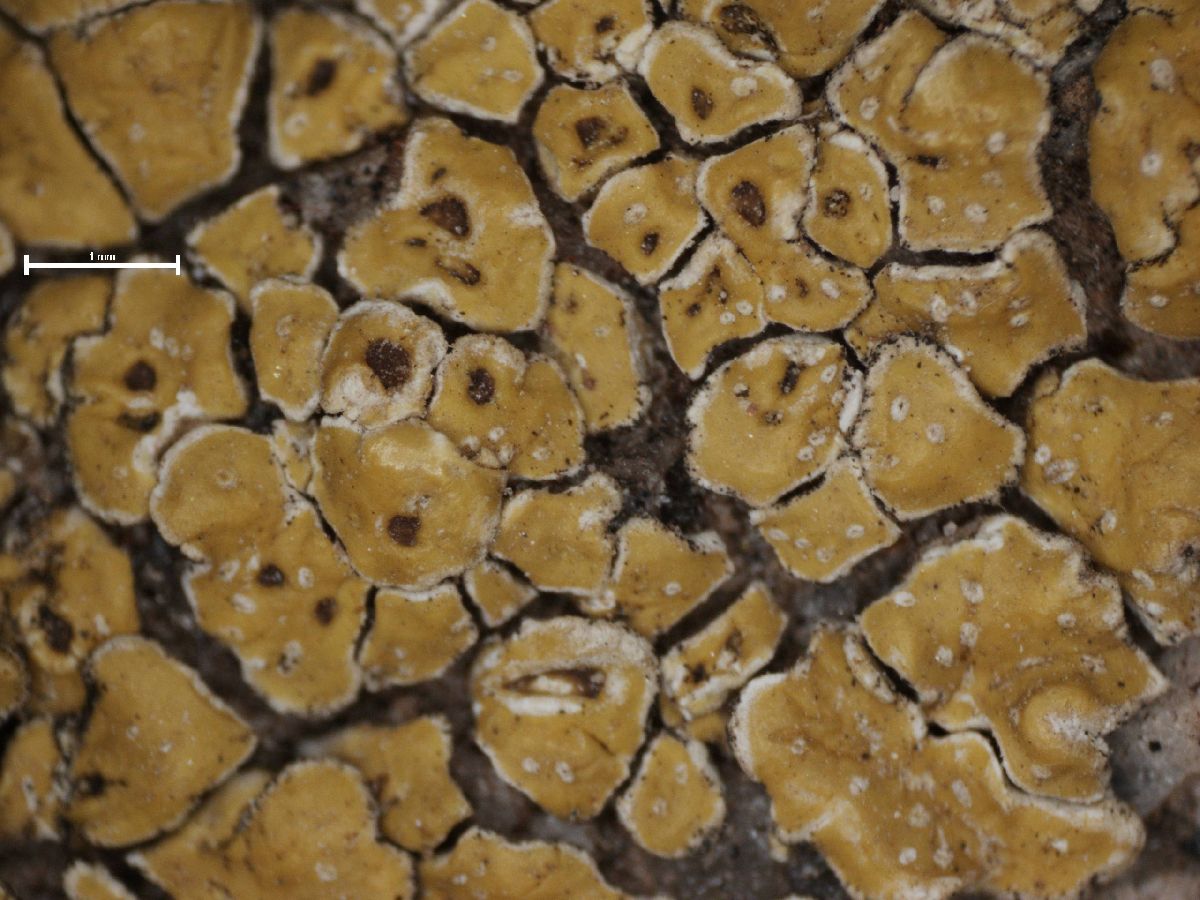 Acarospora stapfiana image