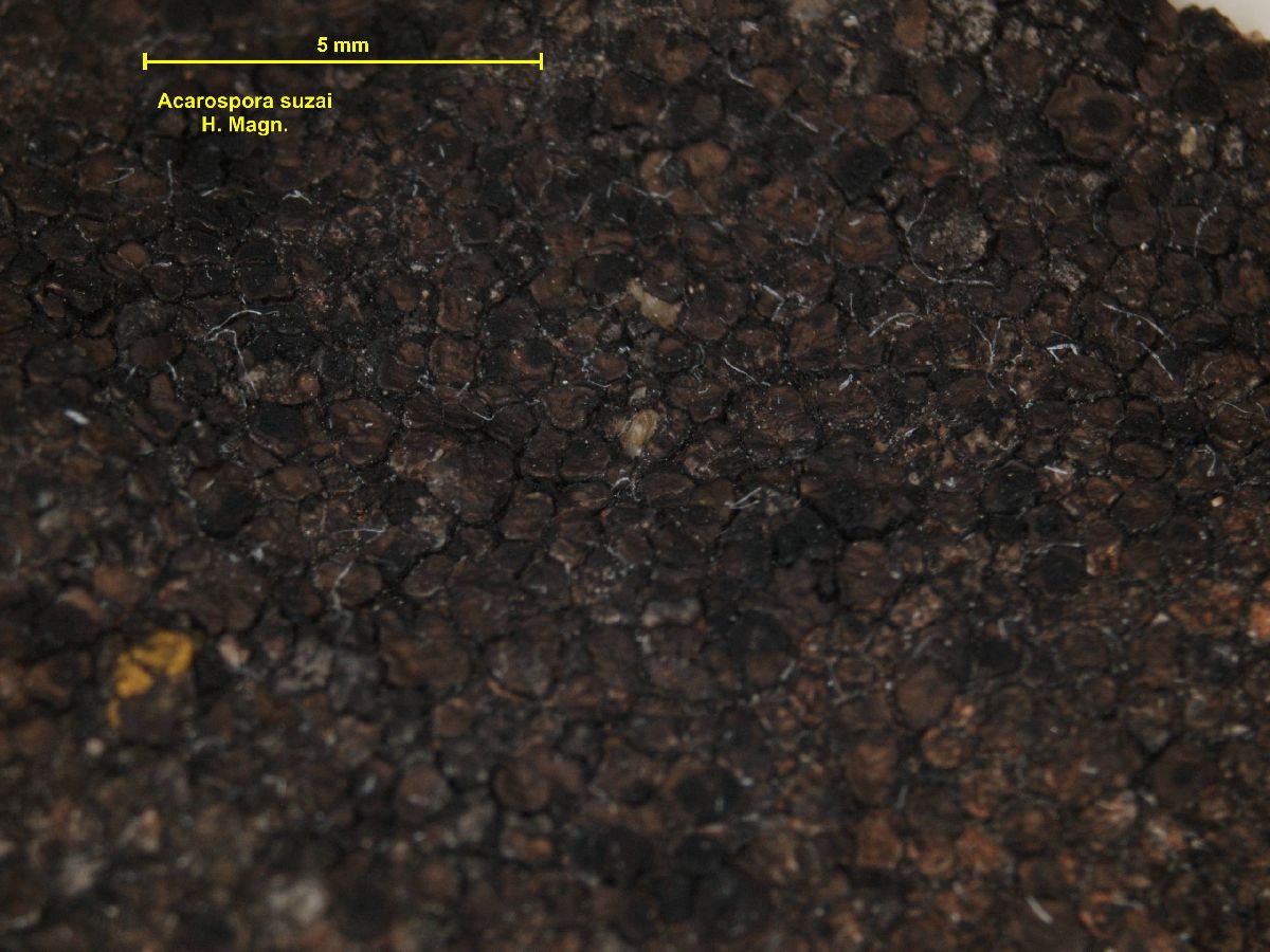Acarospora suzai image