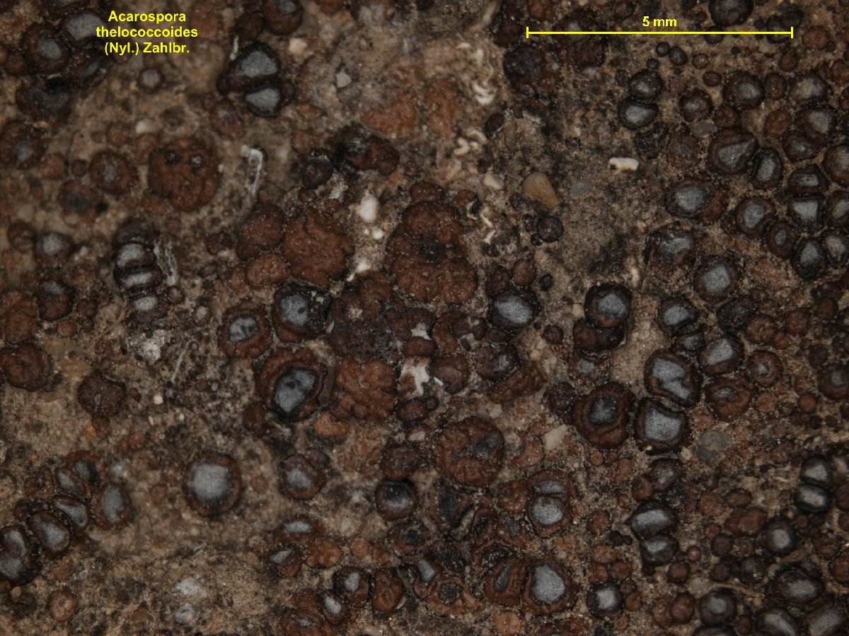 Acarospora thelococcoides image