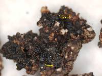 Acarospora tyleri image