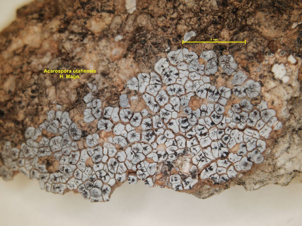 Acarospora utahensis image