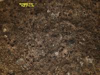 Acarospora versicolor image