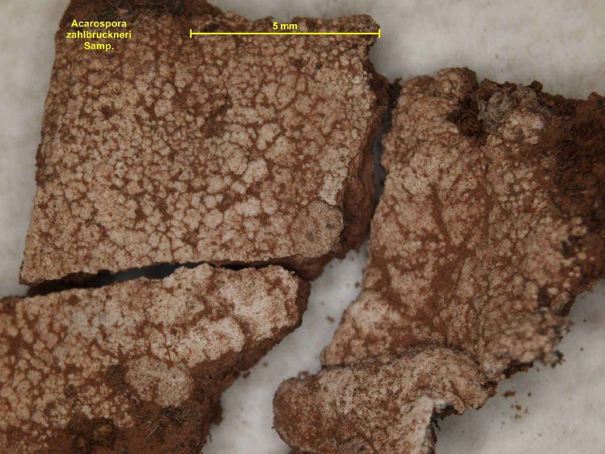 Acarospora zahlbruckneri image
