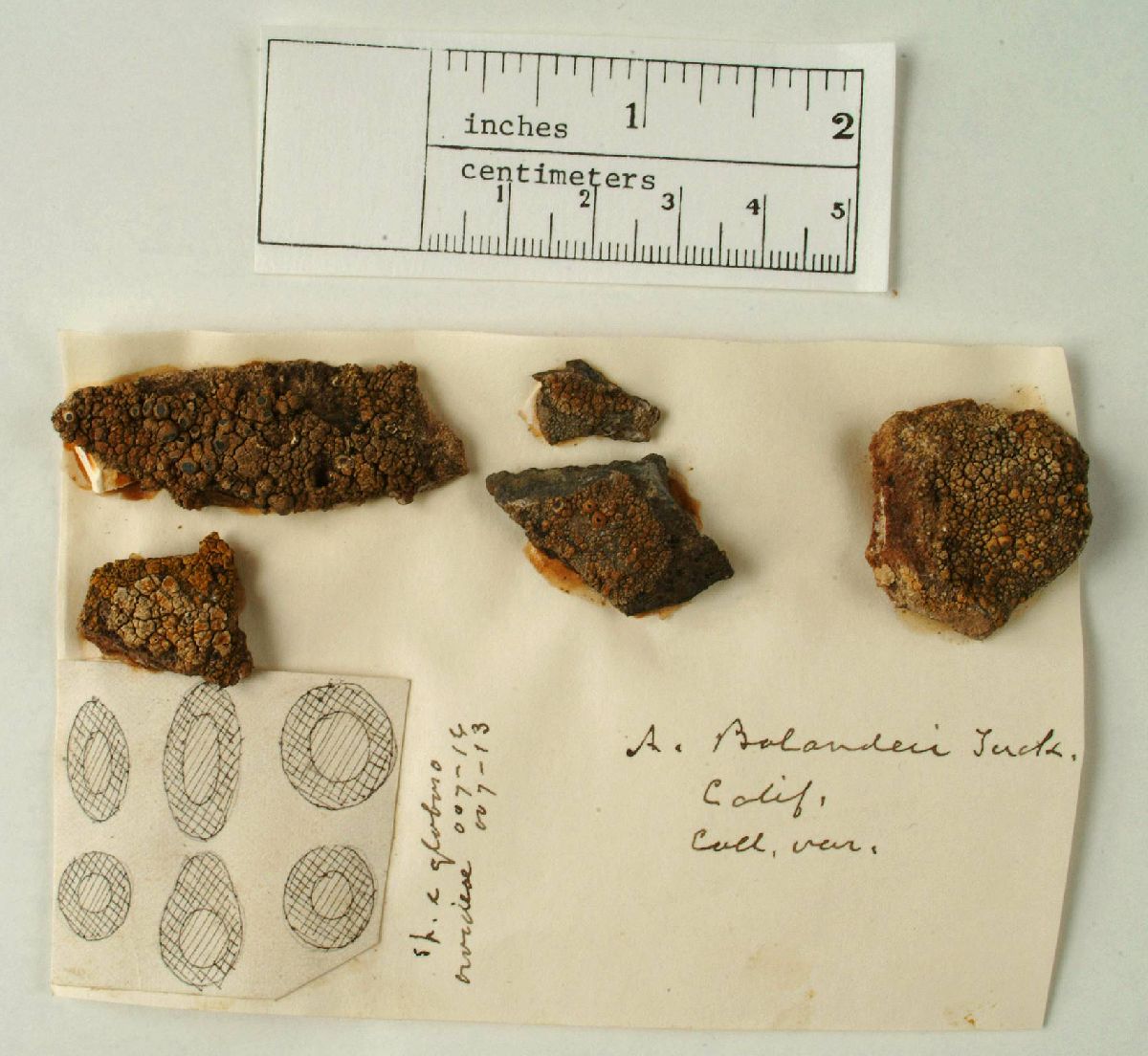 Acolium bolanderi image