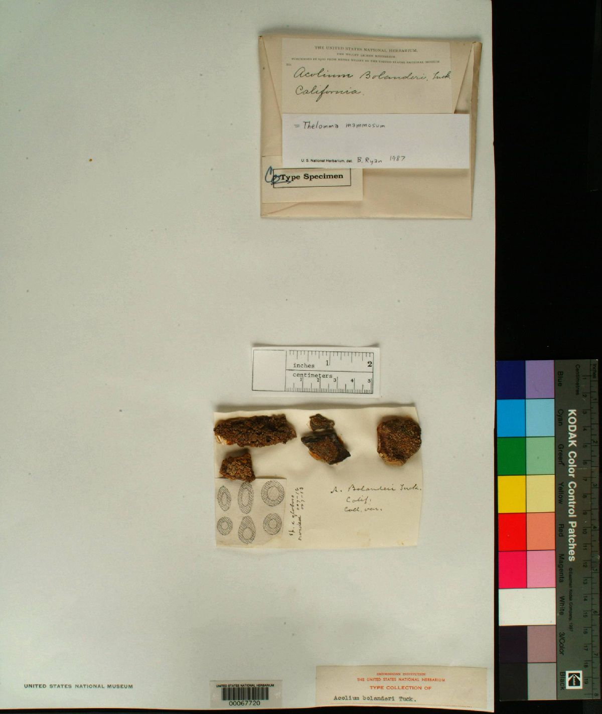 Acolium bolanderi image