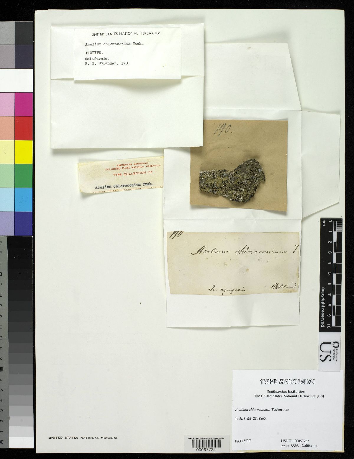 Acolium chloroconium image