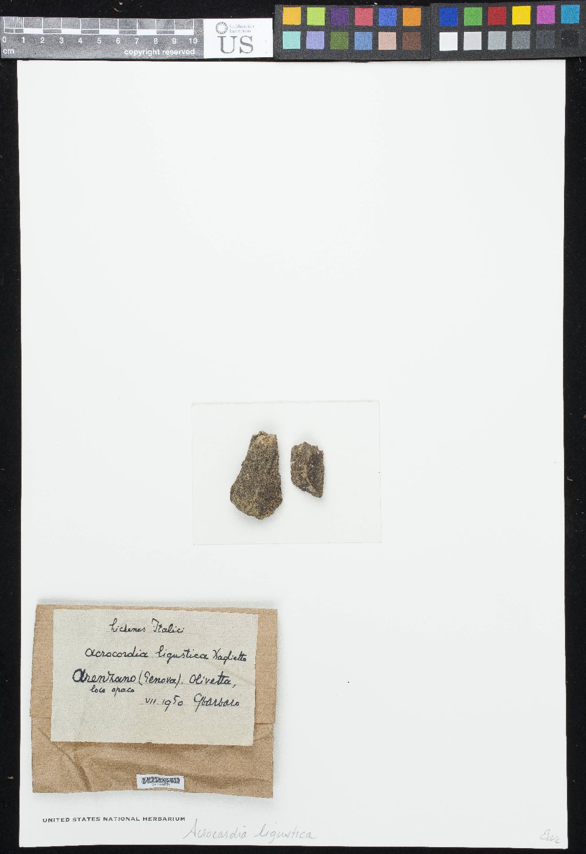 Acrocordia ligustica image