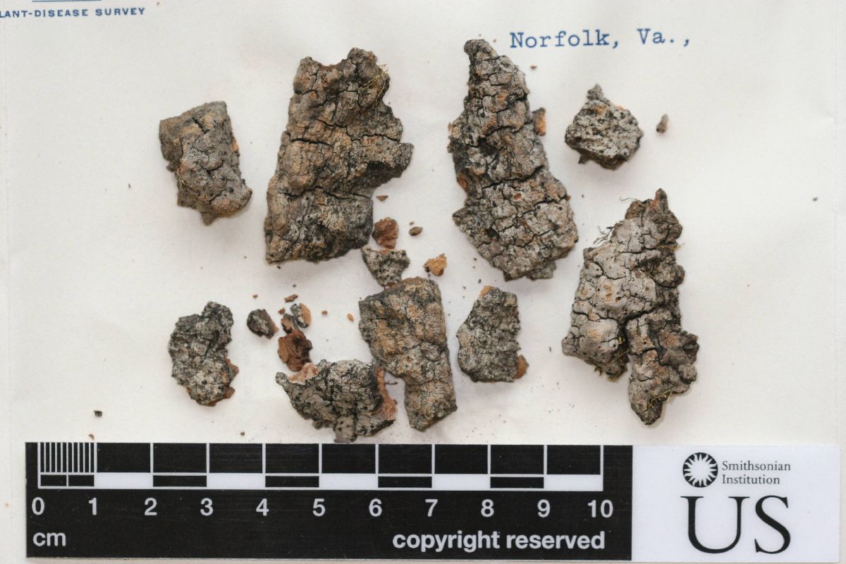 Acrocordia megalospora image