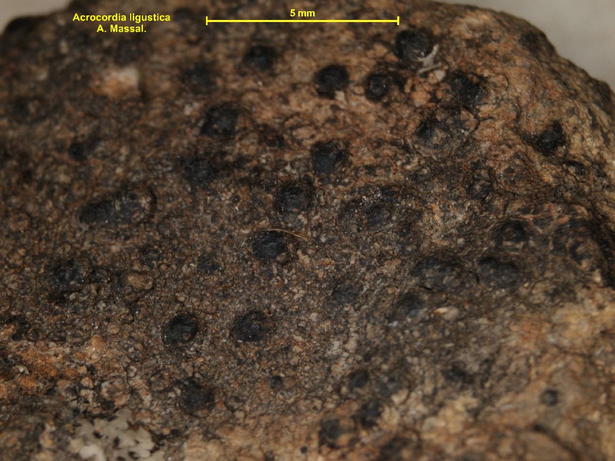 Acrocordia ligustica image