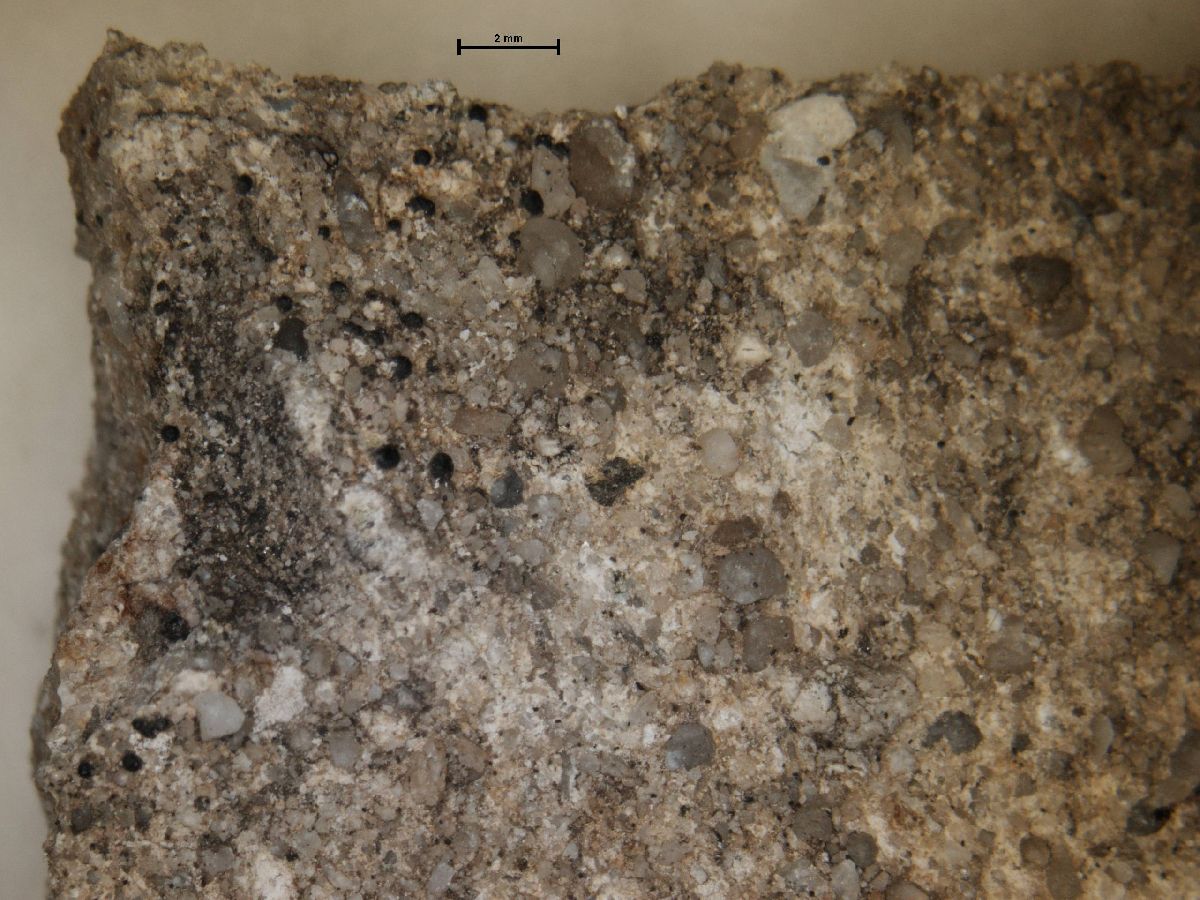 Acrocordia subglobosa image