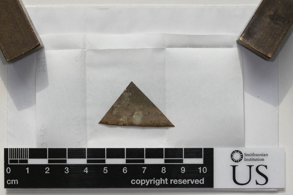 Actinoplaca image