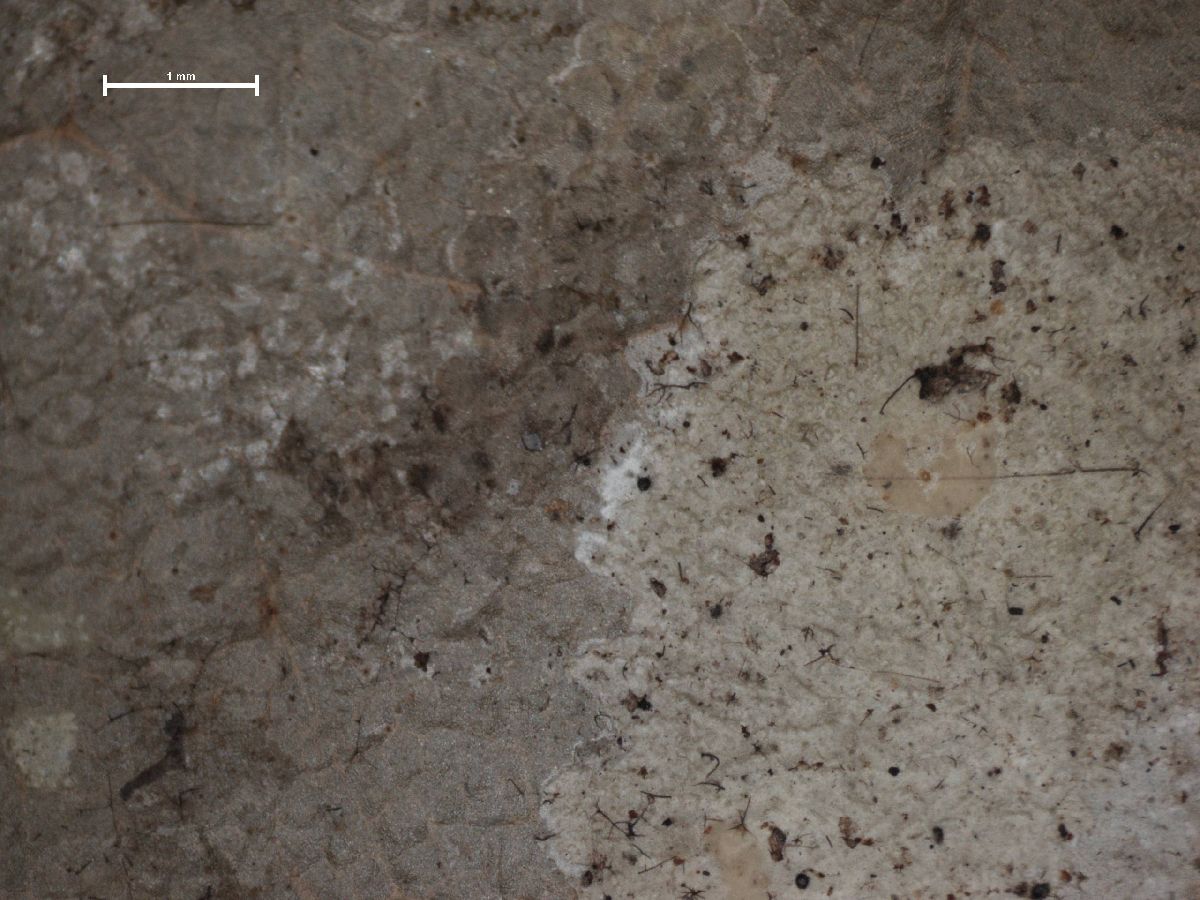 Actinoplaca image