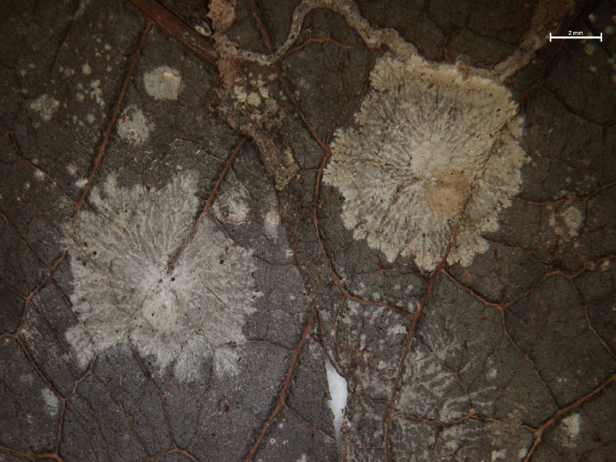 Actinoplaca strigulacea image