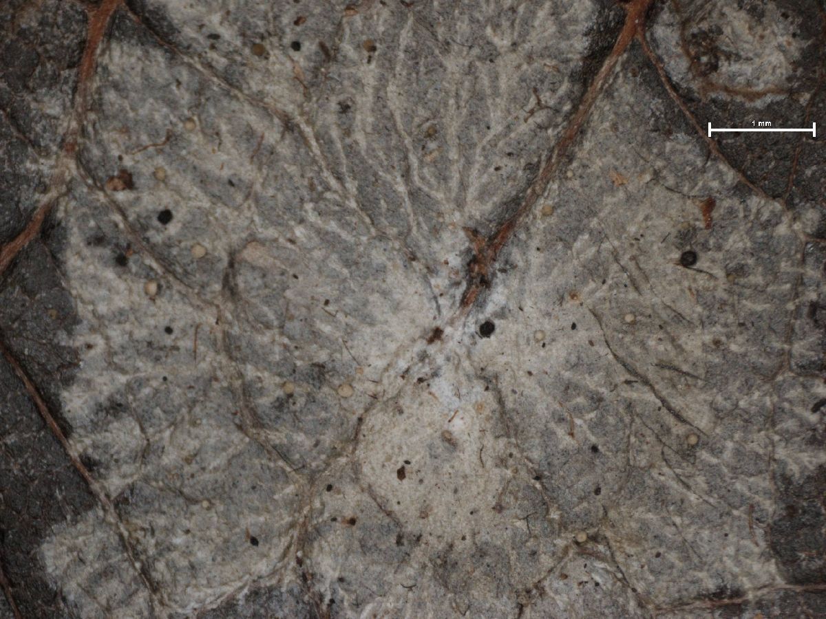 Gomphillaceae image
