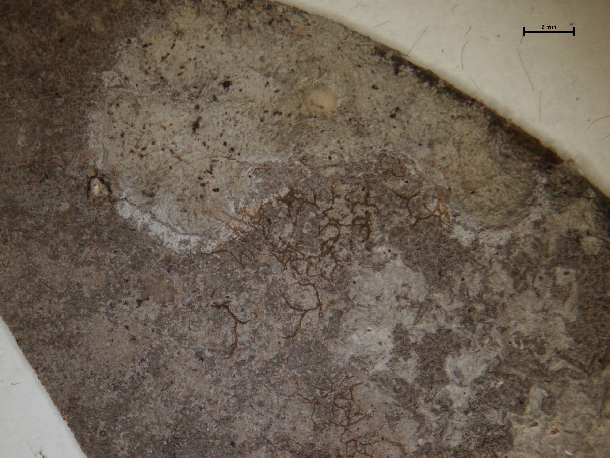 Actinoplaca strigulacea image