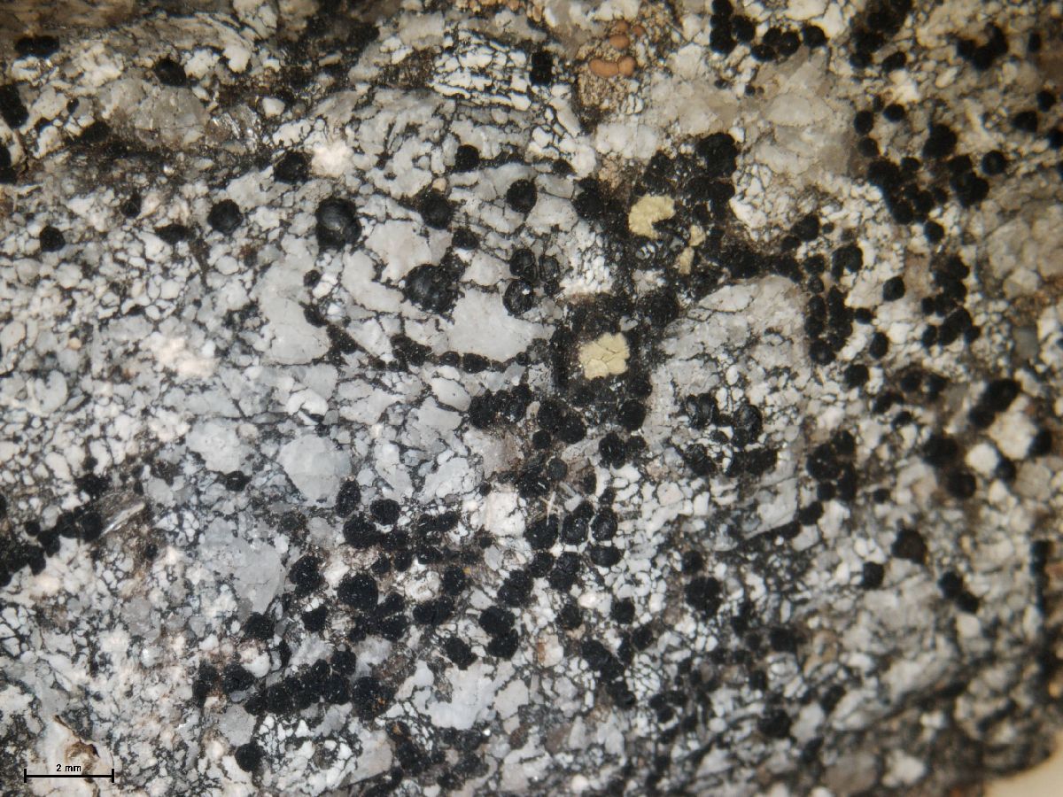 Adelolecia image
