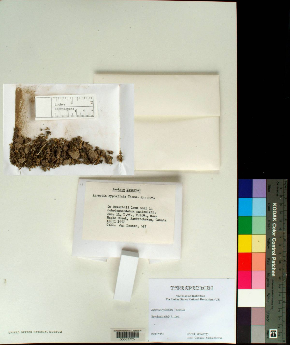 Agrestia cyphellata image