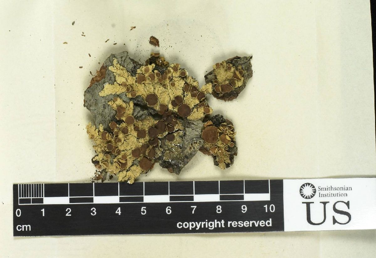 Ahtiana sphaerosporella image