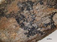Alectoria antarctica image