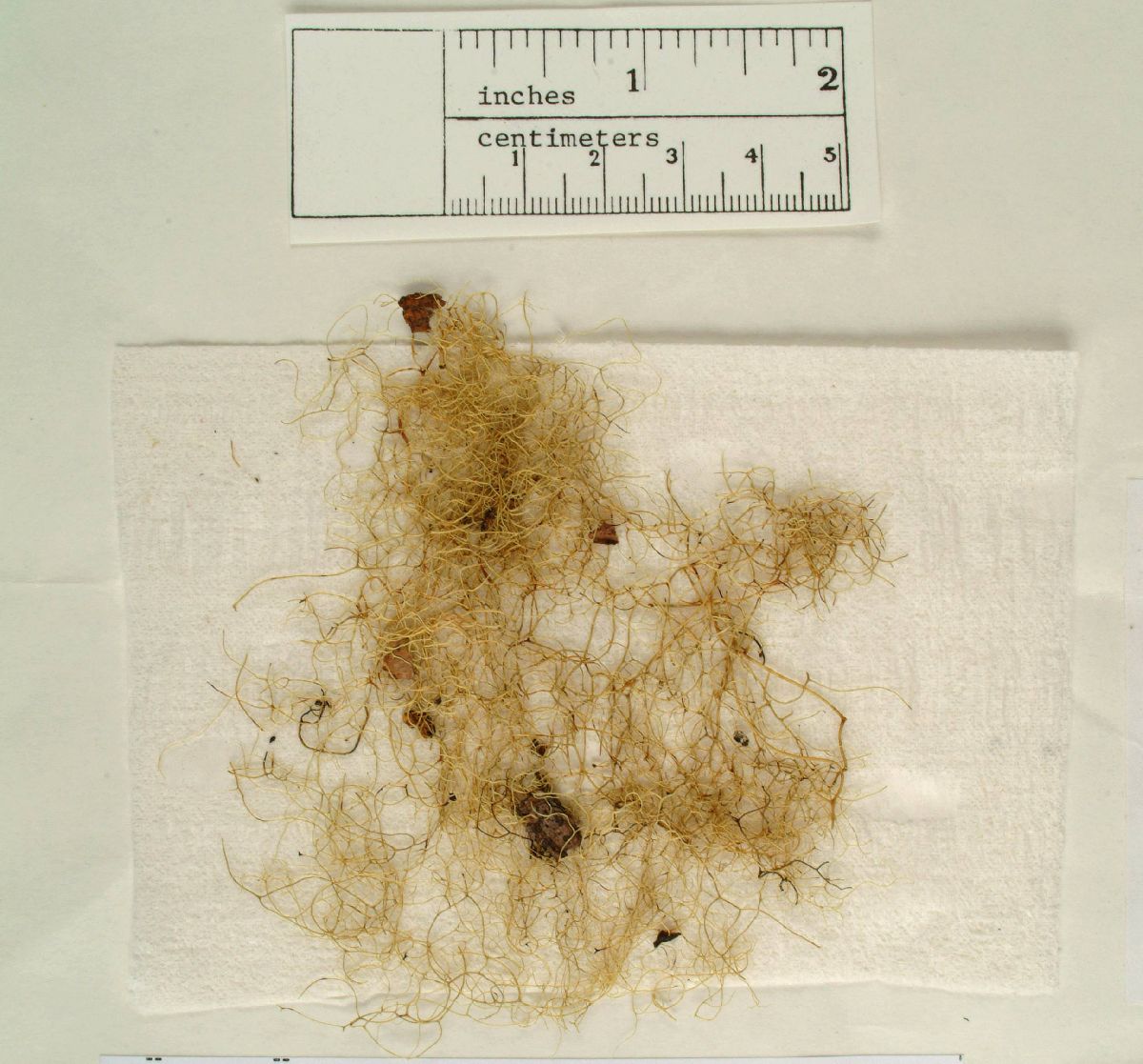 Alectoria fallacina image