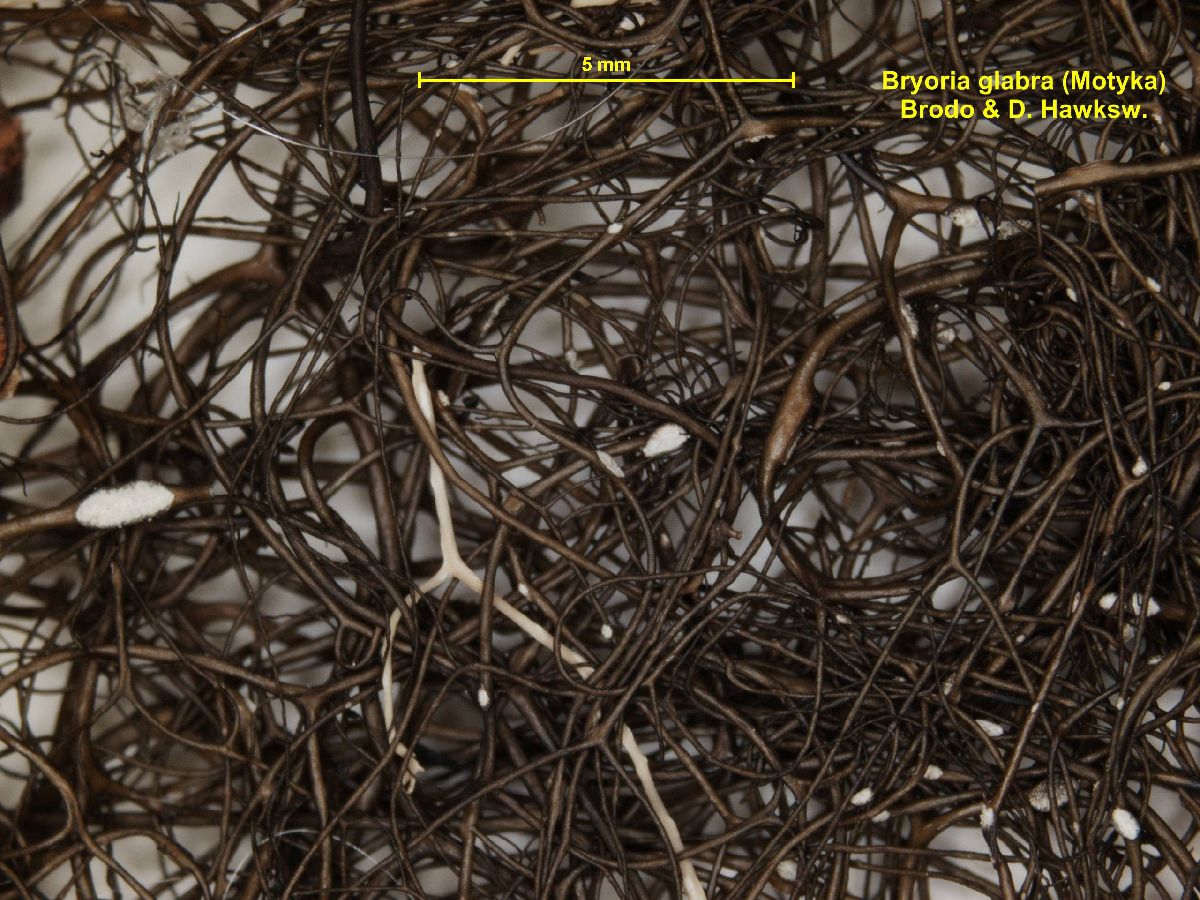 Alectoria glabra image