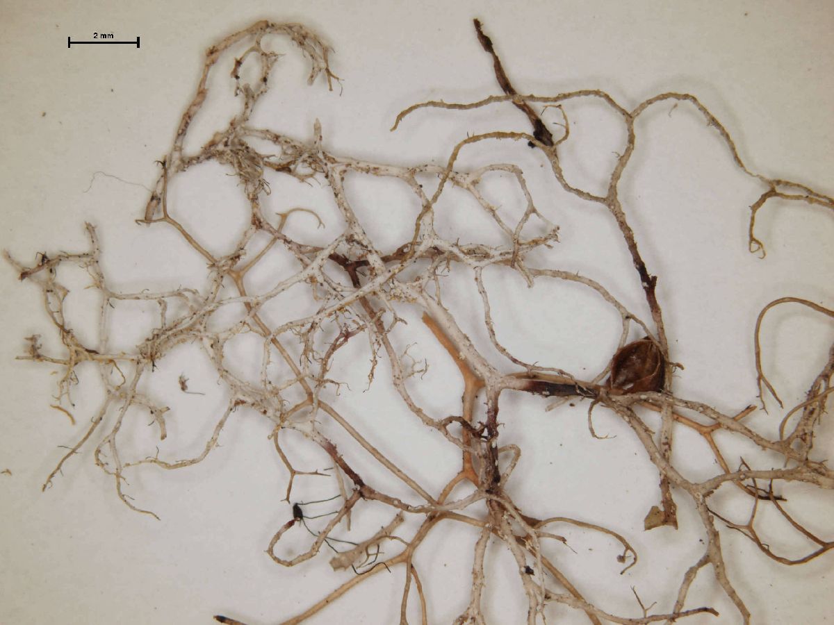 Alectoria guatemalana image