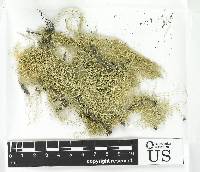 Alectoria imshaugii image